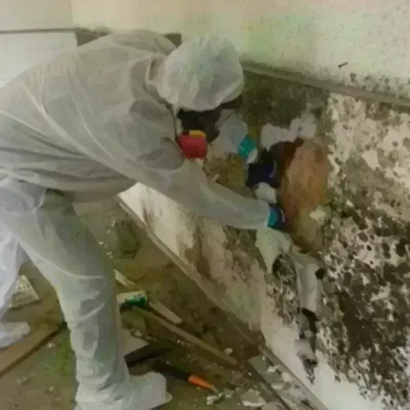 Mold Remediation and Removal in Starkville, MS